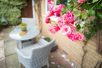 Shallow focus of wonderful pink climbing roses seen at the back wall of a house. A small table and two chairs are on the patio area.
