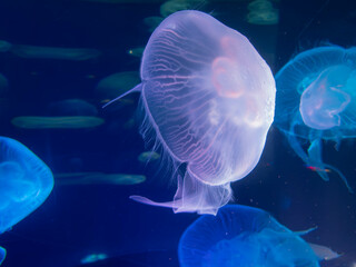 Jellyfish floating in the ocean