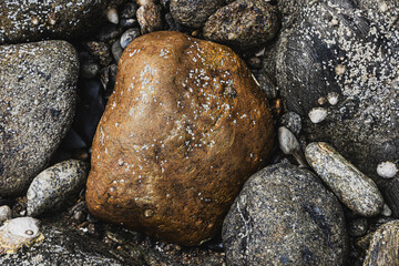Algues, rochers et coquillages sur la plage