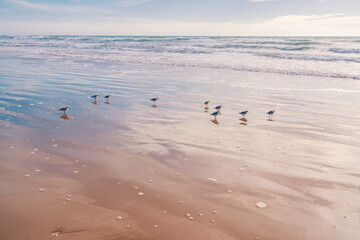 Seascape and silhouette of plover birds on the beach with cloudy sky in the background