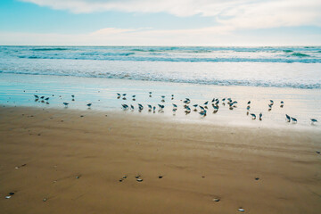 Seascape and silhouette of plover birds on the beach with cloudy sky in the background