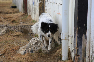 Island - 2024 05 06, Landschaftsbild über Island, Tiere, Hund