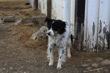 Island - 2024 05 06, Landschaftsbild &uuml;ber Island, Tiere, Hund