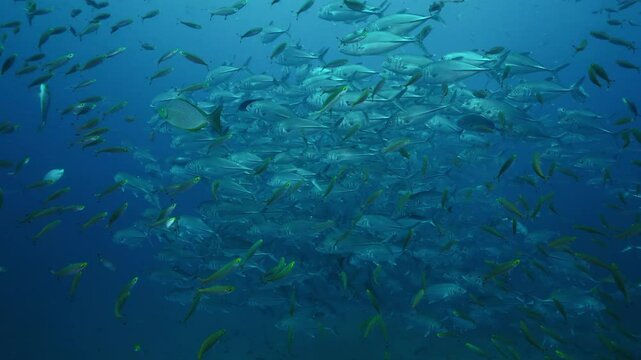 School of Jack fish Deep water