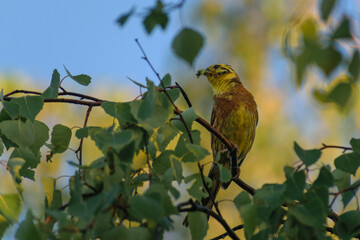 Yellowhammer on a branch