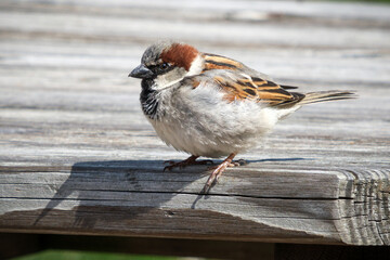 House sparrow close-up perching on a picnic table
