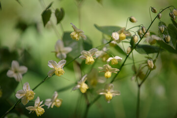 Aquilegia flavescens. Columbine. Several Yellow flowers, stems and leaves. Aquilegia canadensis, Canada columbine, eastern yellow columbine, wild columbine.The pale yellow flowers hang down like bells