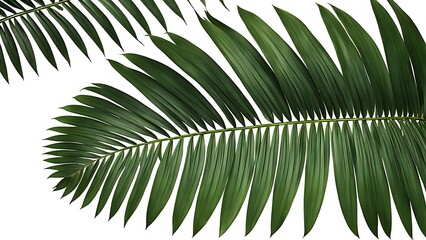 Green palm leaf close-up, isolated on a white background. Perfect for tropical, botanical, and nature projects