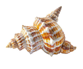 Colorful seashell with detailed texture, isolated on white.