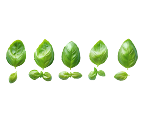 Fresh basil leaves arranged in a row, isolated on white.