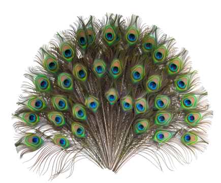 Peacock feathers with vibrant colors, isolated on white.