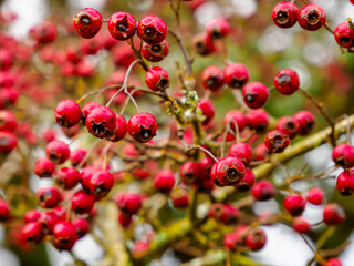 The object in the image is a branch of hawthorn berries. The berries are small, red, and round. They are clustered together on the branch, which is thin and brown.