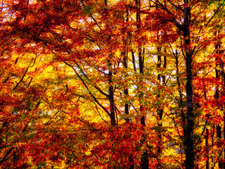 A tranquil autumn forest, bathed in sunlight, showcases a vibrant palette of fall colors. Autumnal...