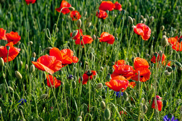 A field of vibrant, red poppy flowers.