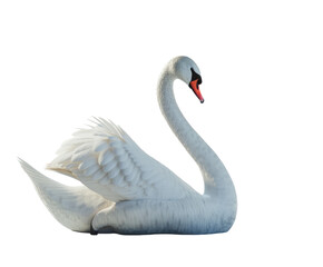 Fototapeta premium White swan sitting gracefully on white background..