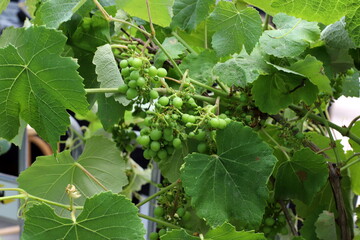 Young unripe grapes on branches in a city park.