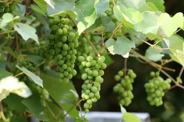 Young unripe grapes on branches in a city park.