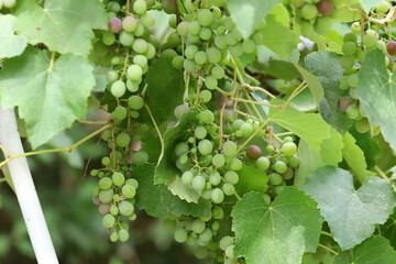 Young unripe grapes on branches in a city park.
