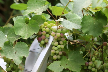 Young unripe grapes on branches in a city park.