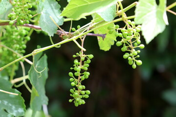 Young unripe grapes on branches in a city park.