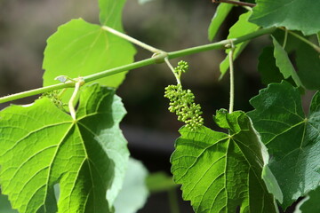 Young unripe grapes on branches in a city park.