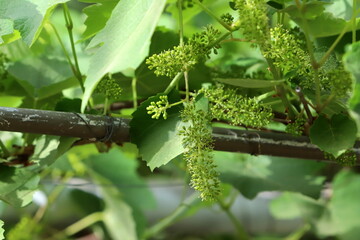 Young unripe grapes on branches in a city park.