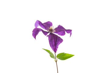 branch of blooming purple clematis, isolated on white background