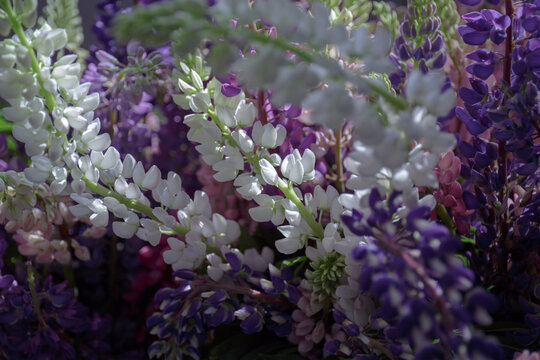 Lupin, lupinus, field with purple and pink flowers. Colorful white, pink and purple wildflowers in with bokeh blurred background. Bunch of lupines in full bloom