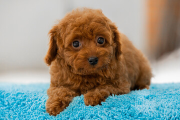 beautiful little curly brown poodle maltipoo puppy