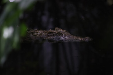 Close up salt crocodile is show head in river