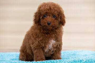 beautiful little curly brown poodle maltipoo puppy
