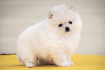 small white cream beautiful puppy bear Spitz Pomsky