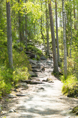 Wanderweg Pfad durch den Pieni Karhunkierros Kleine Bärenrunde Finnlad