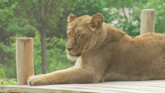 Lioness resting lying in the park close-up. The female lion blinks and smoothly turns her head. Female Panthera leo