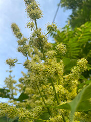 Ailanthus altissima tree in bloom in the Greek Park in Athens. Nature of Greece.