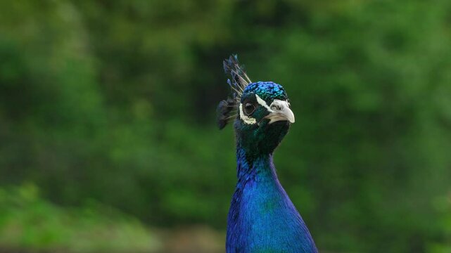 Close up of a peacock head, the peacock rotates its head in slow motion. Peacock in the wild