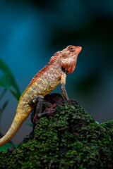 lizard on a branch