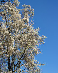 White Magnolia blooming in front of a blue sky 
