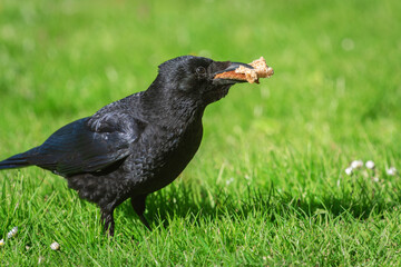Black crow (Corvus corone) with beak full of bread