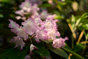 Close-up of white and pink rhododendron flower with visible stamen. Delicate petals