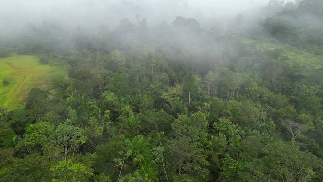 Selva Floresta Amaz&ocirc;nica Amap&aacute; Amazonas Natureza Tropical Biodiversidade &Aacute;rvores Rios Exuberante Vegeta&ccedil;&atilde;o Animais Am&eacute;rica do Sul Flora Sustentabilidade Preserva&ccedil;&atilde;o Aventura Paisagem Ecol&oacute;gica Brasil