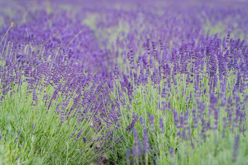 Fototapeta premium Lavender (lavandula officinalis). Blooming fragrant lavender flowers in the field. Blurred lavender flower background. 