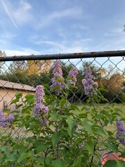 flowers on the fence
