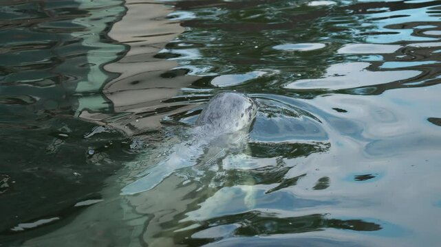 Grey Seal Feeds on Fish in Captivity for Conservation Efforts. Wild seal swimming in water close up. Bearded seal, also called square flipper seal