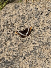 butterfly on the ground