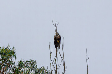 bird on a tree branch