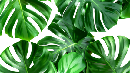 Vibrant green monstera leaves creating a lush, tropical backdrop. Perfect for nature, botanical, and garden themed projects or wallpapers.