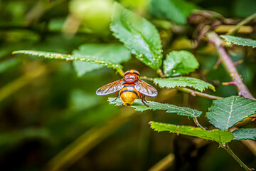 close up of a fly