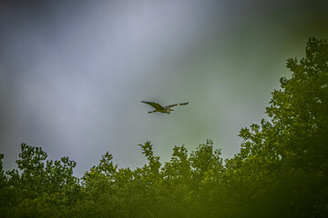 heron in flight