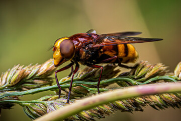 close up of a fly